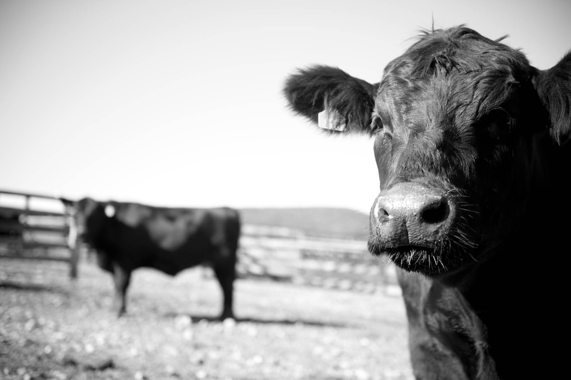Grass pastured cattle farm photography
