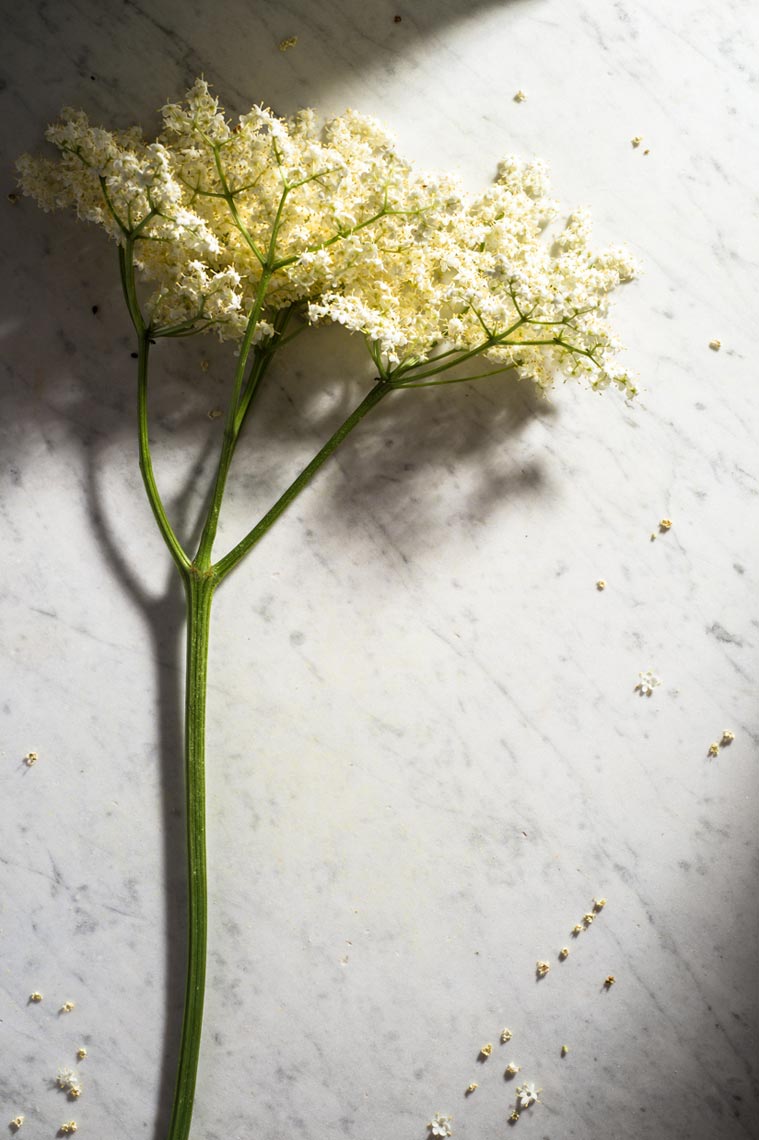 Elderflowers Foraging NYC Food Photographer Jennifer May