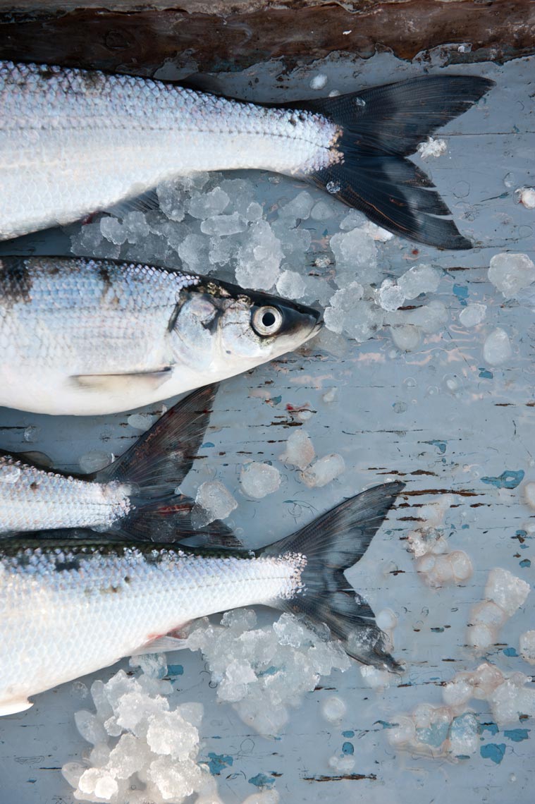 NYC Food Photography Lake Fish Jennifer May