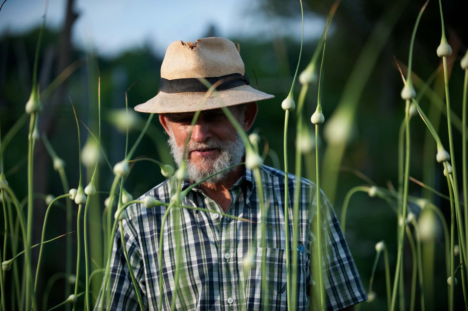 Farmer with garlic scapes