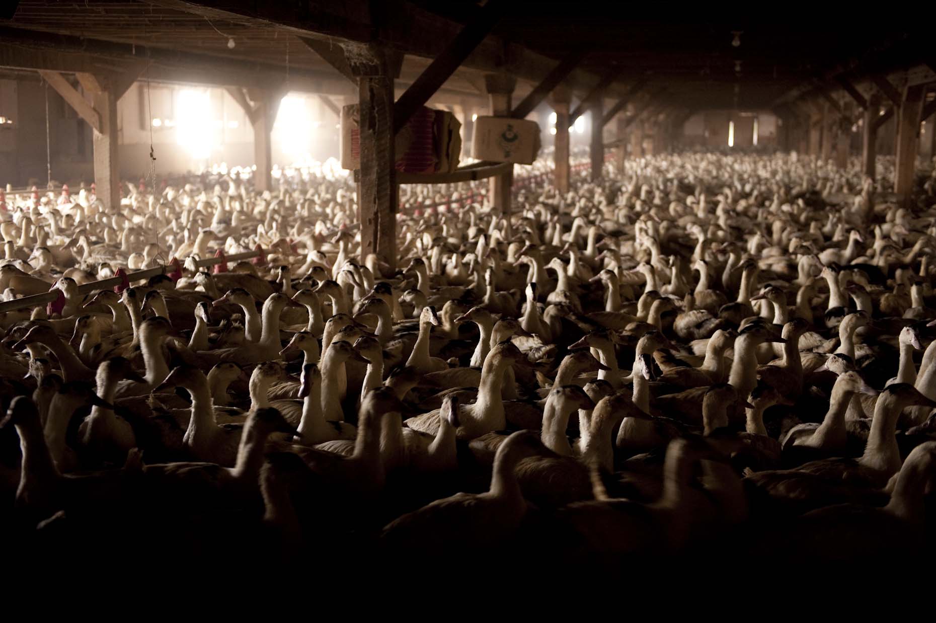 Ducks in barn for gavage