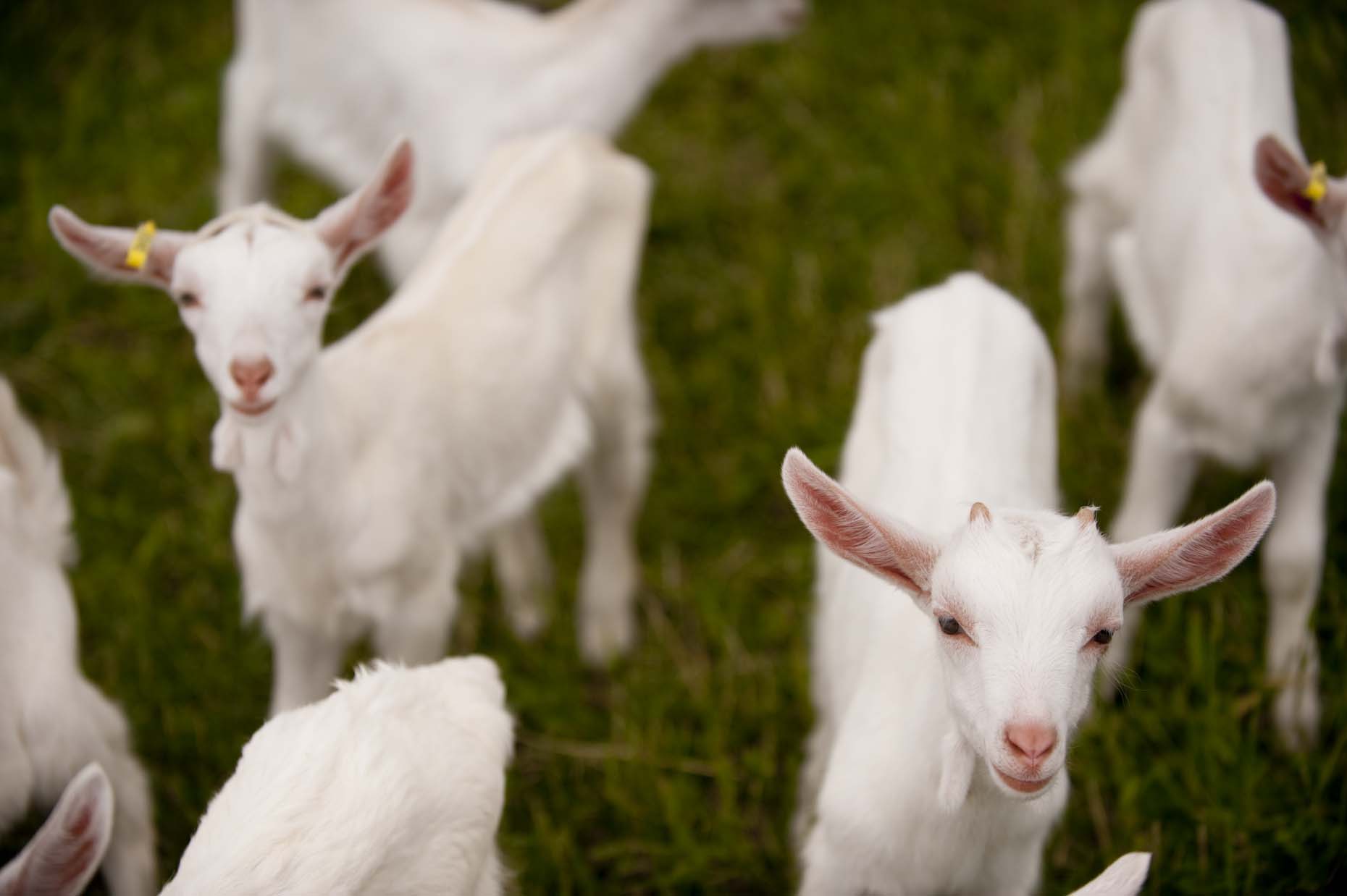 Dairy goats on Stone Thistle Farm