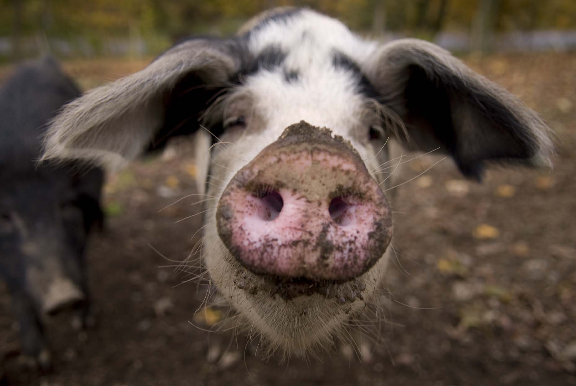 pastured pig on farm