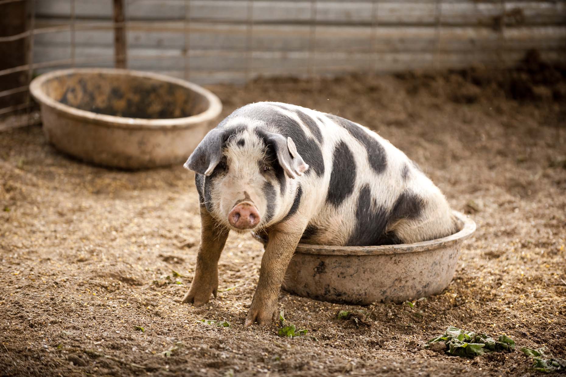 pig at farm funny
