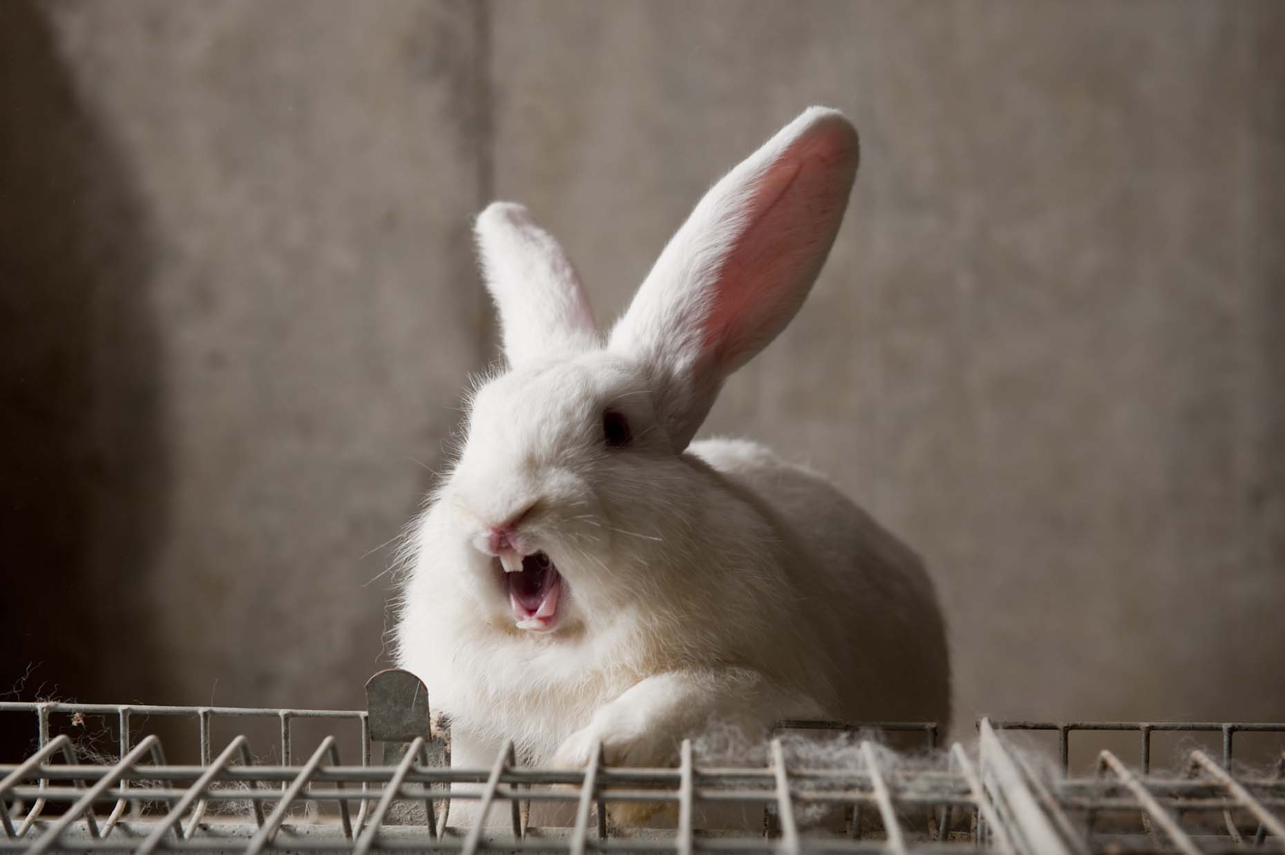 Funny rabbit yawns