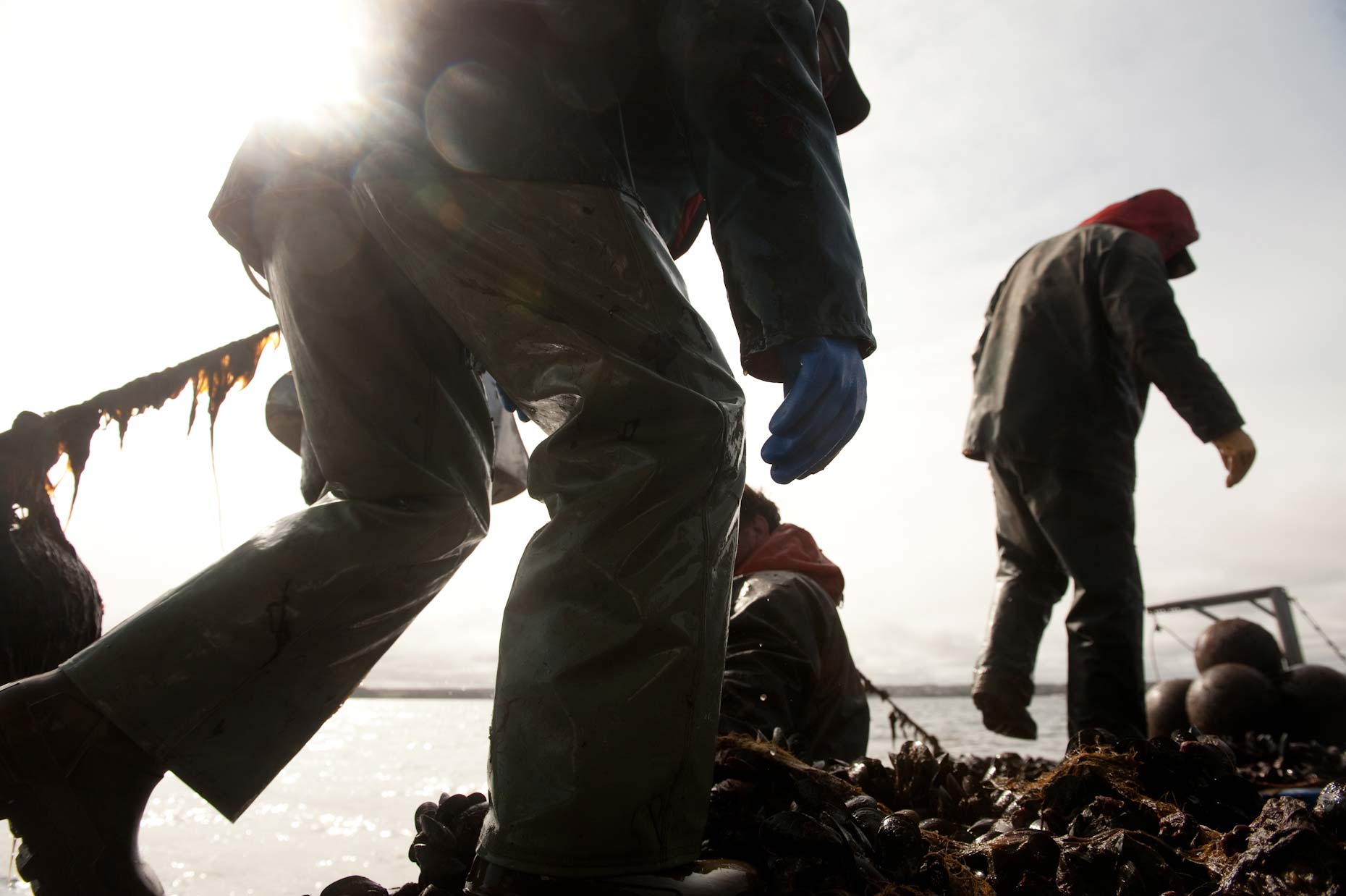 Mussel harvesting PEI Canada