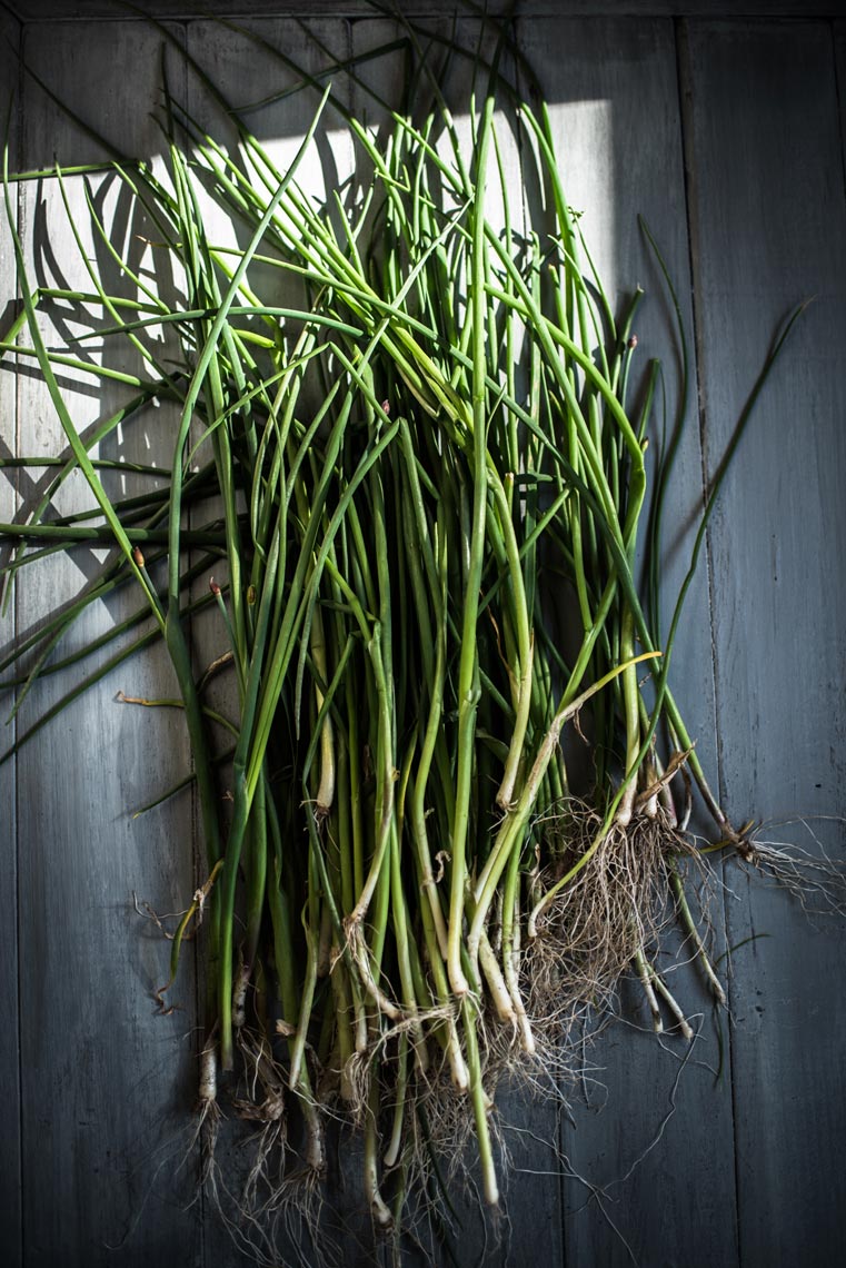 Hudson Valley Food Photograph Garden Scallions Jennifer May