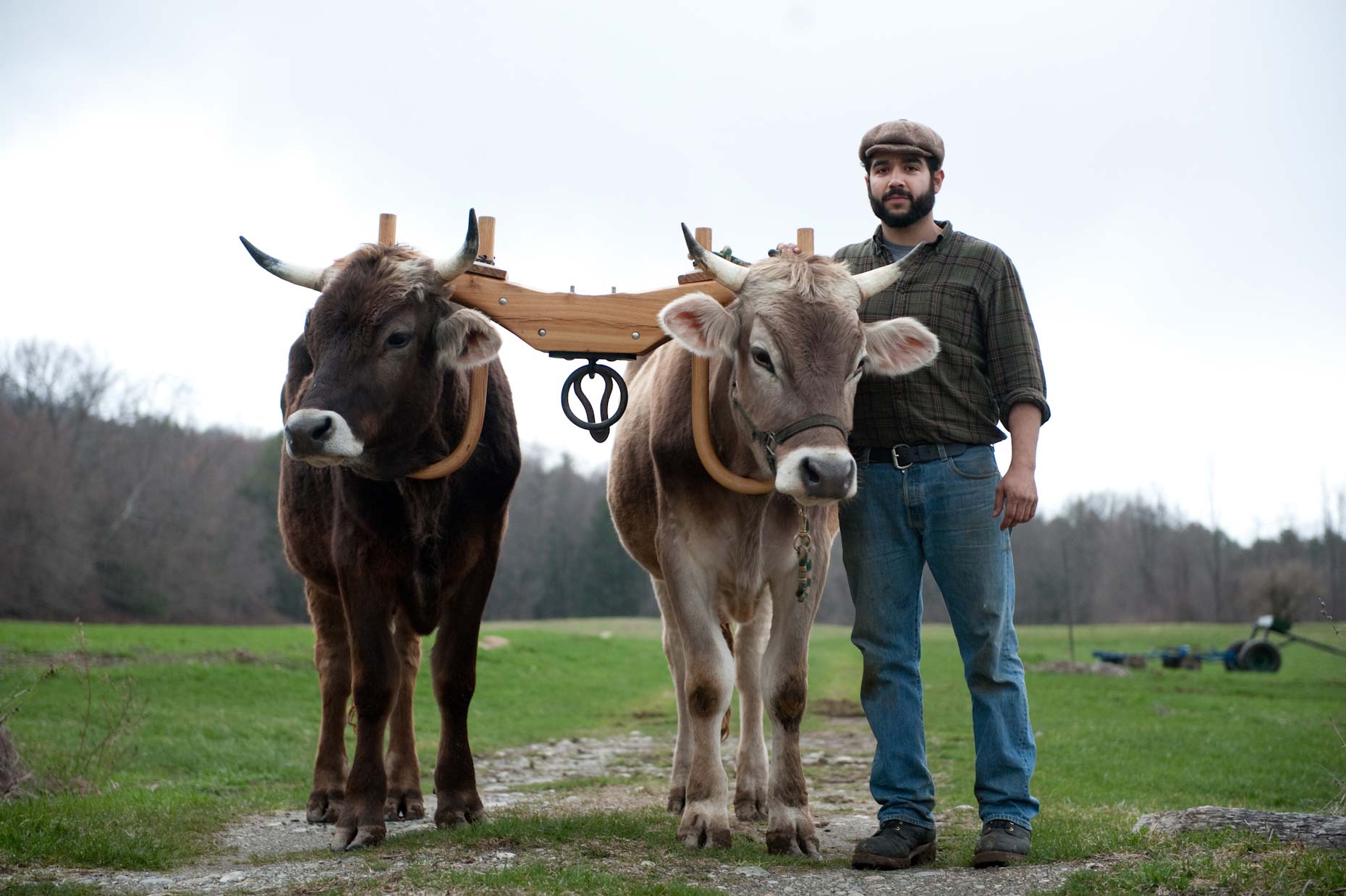 Farmer and oxen on farm