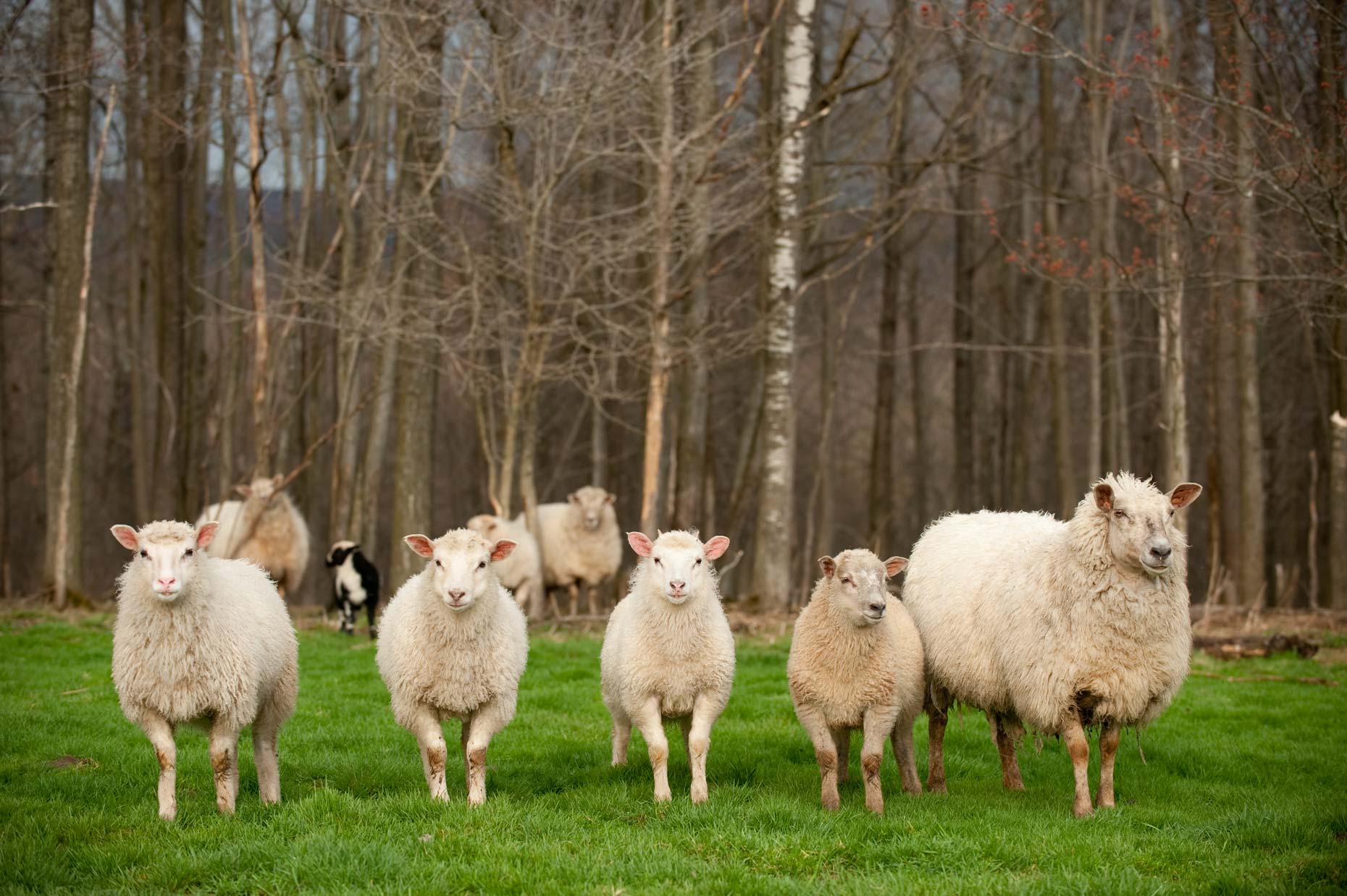 Sheep on farm photography by Jennifer May
