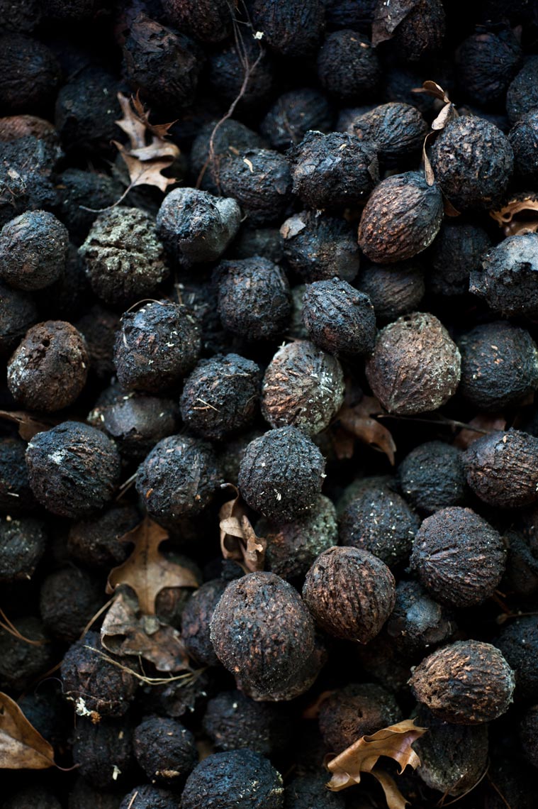 Wild Black Walnuts NYC Food Photographer Jennifer May